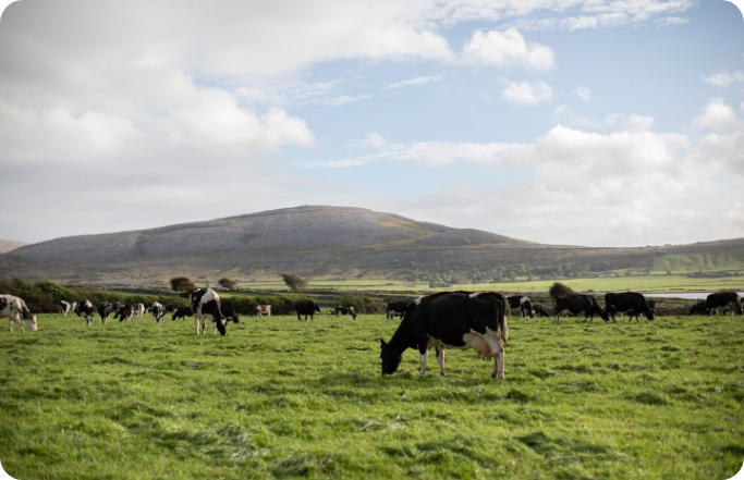 Ornua-Website-True-Taste-of-Kerrygold_Bo_Photography_Farm_Thomas-Mahon_21-1